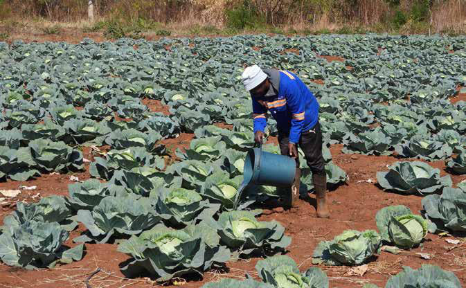 A smallholder farmer tending to his cabbages in Zimbabwe