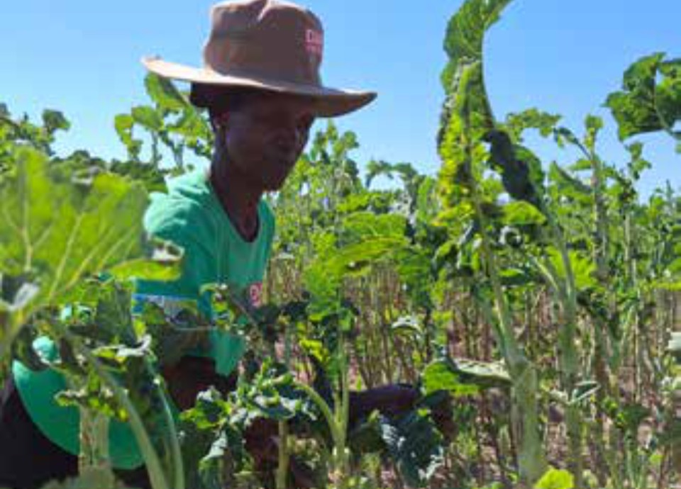 Farming practice